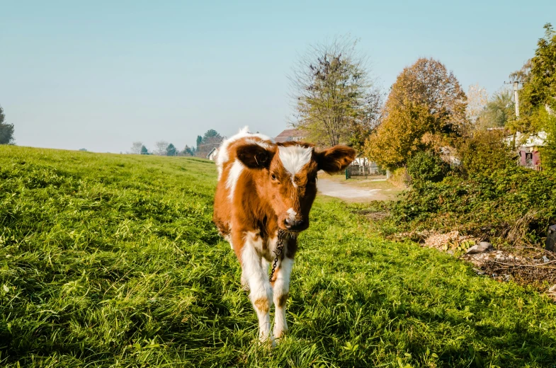 a cow with a surprised look standing on a lush green hill