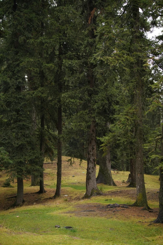 a green field with trees on it and green grass