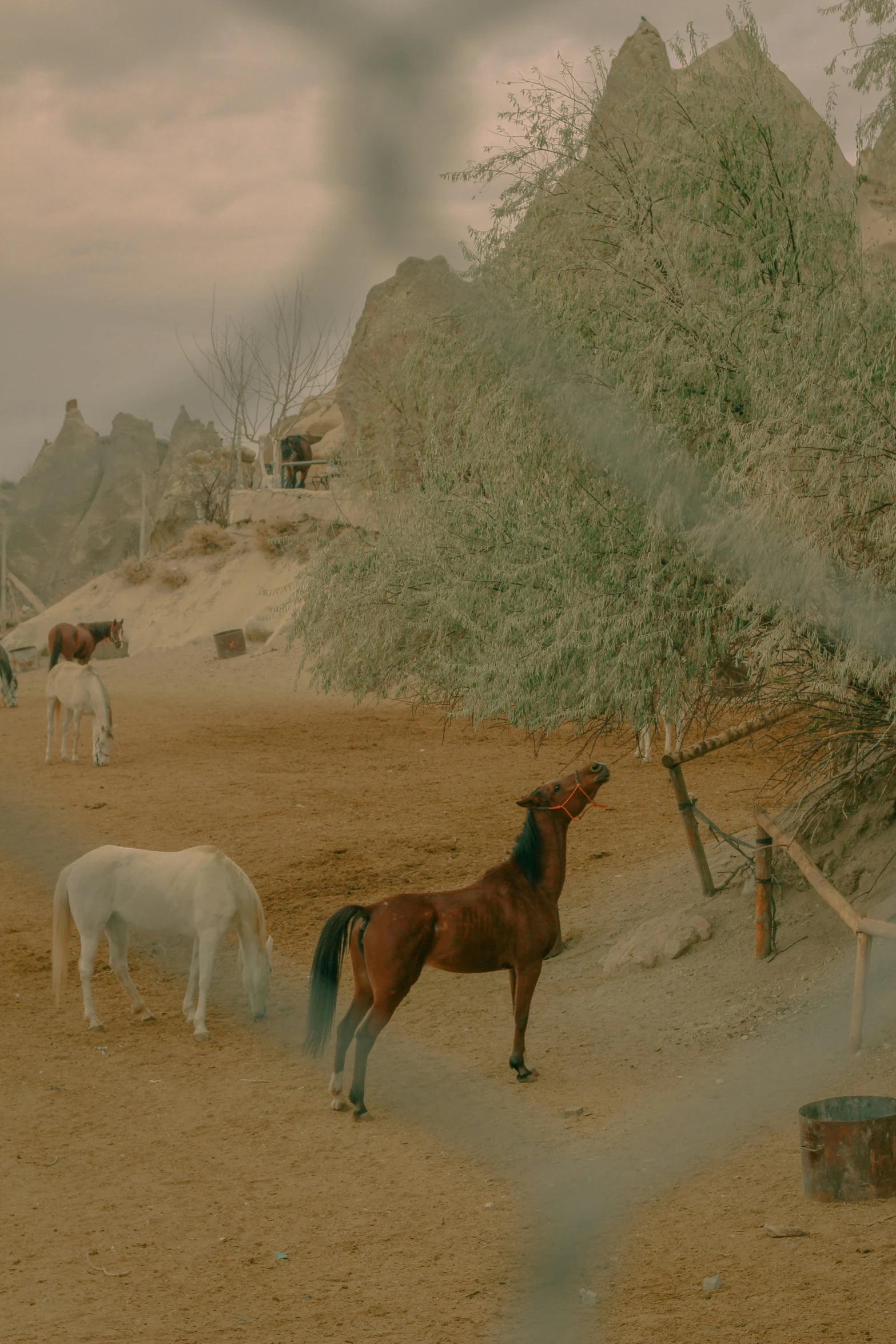 horses grazing on dry grass near fence and trees