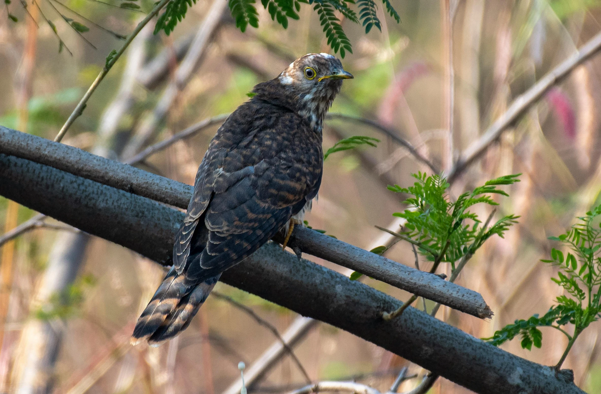 a bird perched on top of a rail with lots of leaves on it