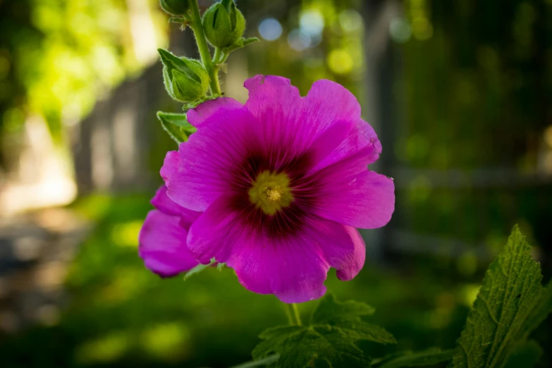 a purple flower sitting in a grassy yard