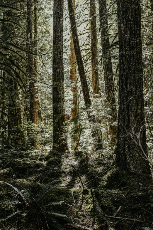 a dark picture of trees in the woods