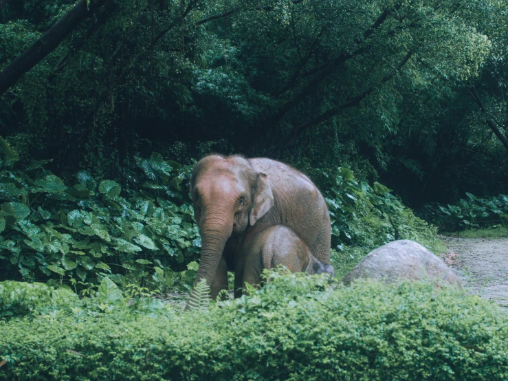 an elephant and it calf sitting on a path in front of shrubs