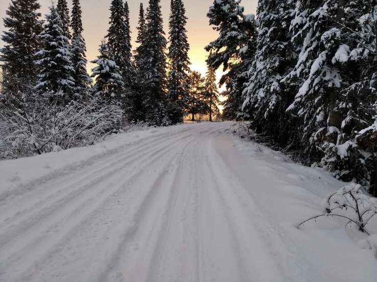 a snowy road surrounded by evergreen trees and snow