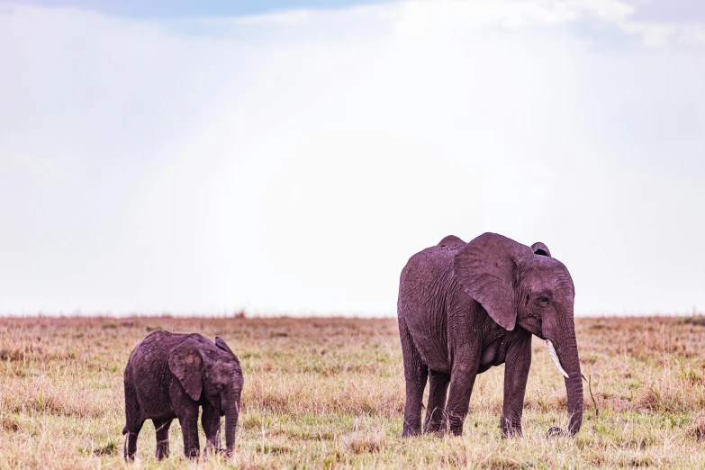 an adult elephant and baby walking across a field