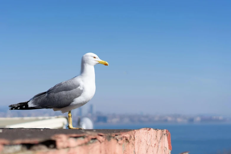 a seagull perched on top of a brick building