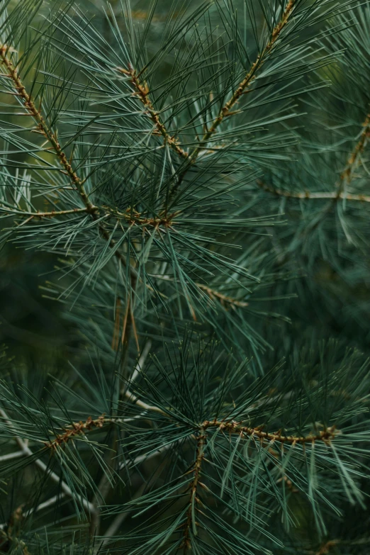 close up view of pine needles on a tree
