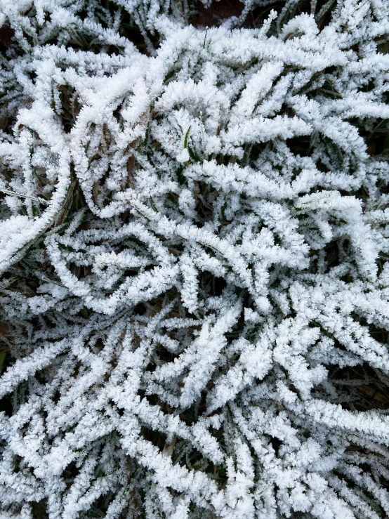 close up view of frosted green plants