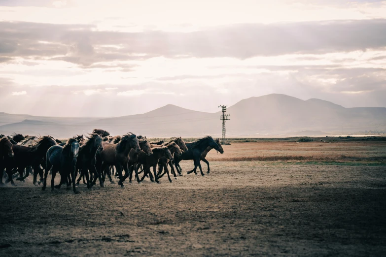 there are many horses running in a desert area