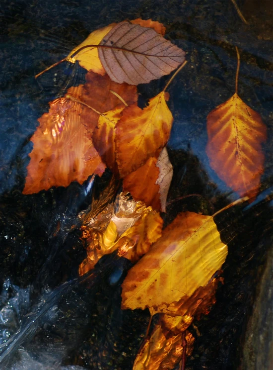 leaves on the water are illuminated by the sun