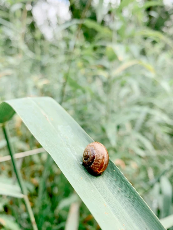 a close up of a snail sitting on a leaf