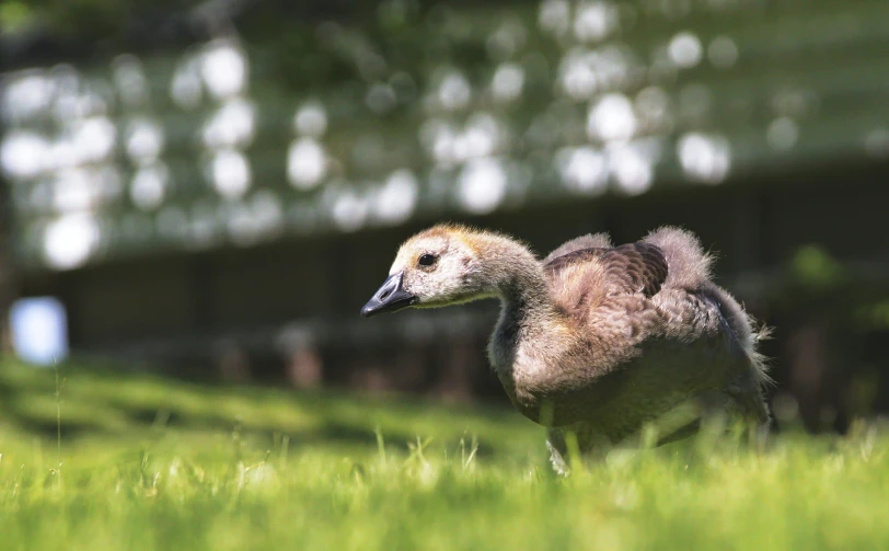 an ostrich bird is on some green grass