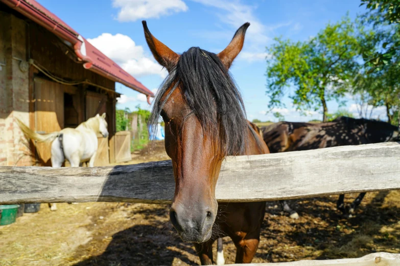 a horse standing behind a wooden fence looking over it