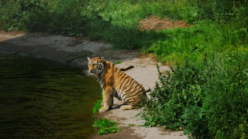 a tiger sits on the side of a water way, looking around