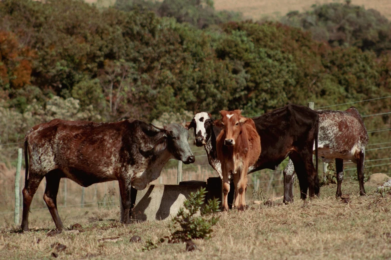 several brown and white cows standing in a field