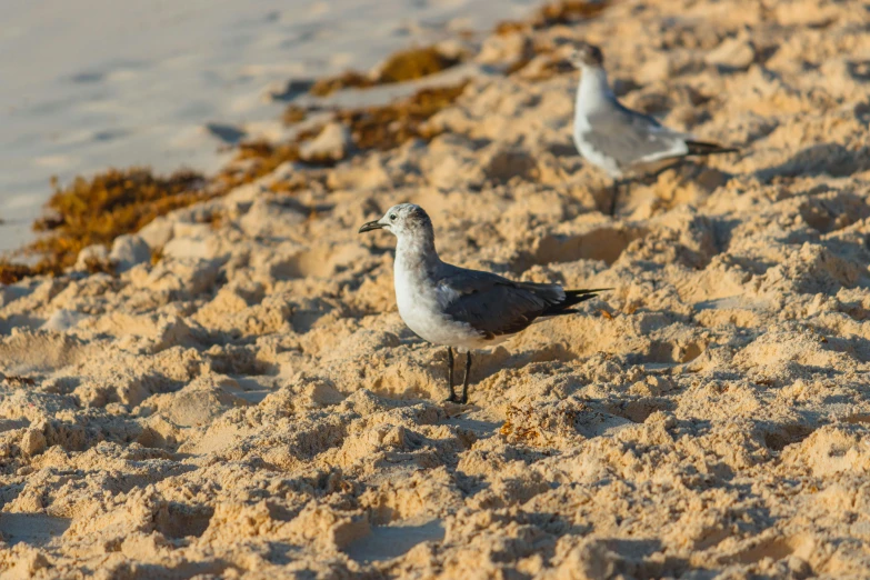 there are two birds standing on the beach