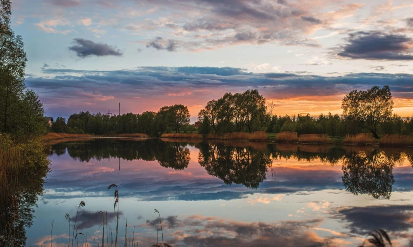 trees and bushes reflecting in the still water at sunset