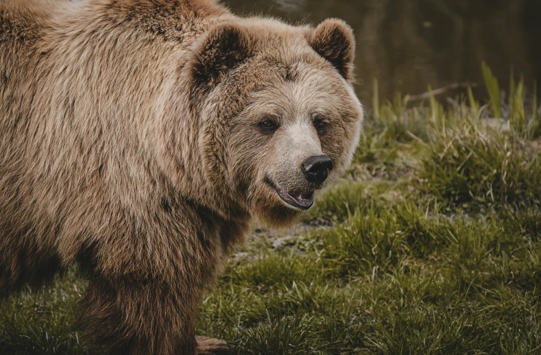 a brown bear standing in the grass looking angry