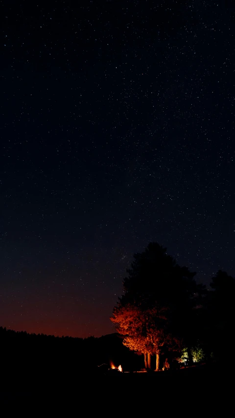 the night sky is full of stars and some trees