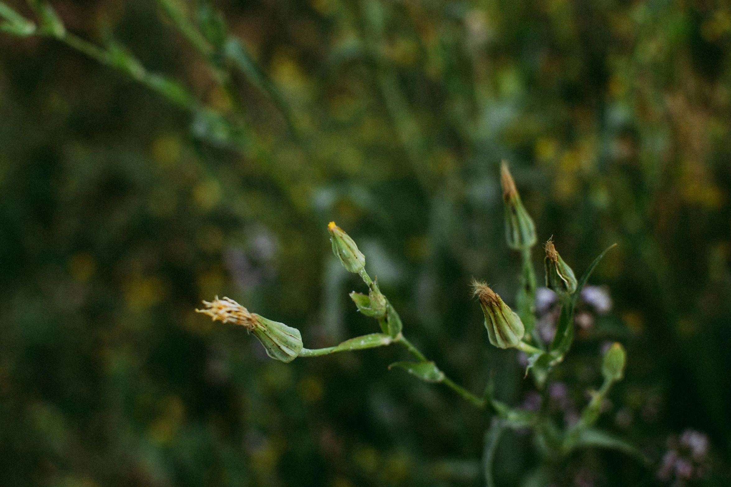 a close up of a plant with flowers