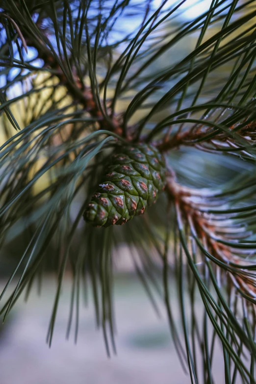 a pine tree nch with a cone hanging from the nch