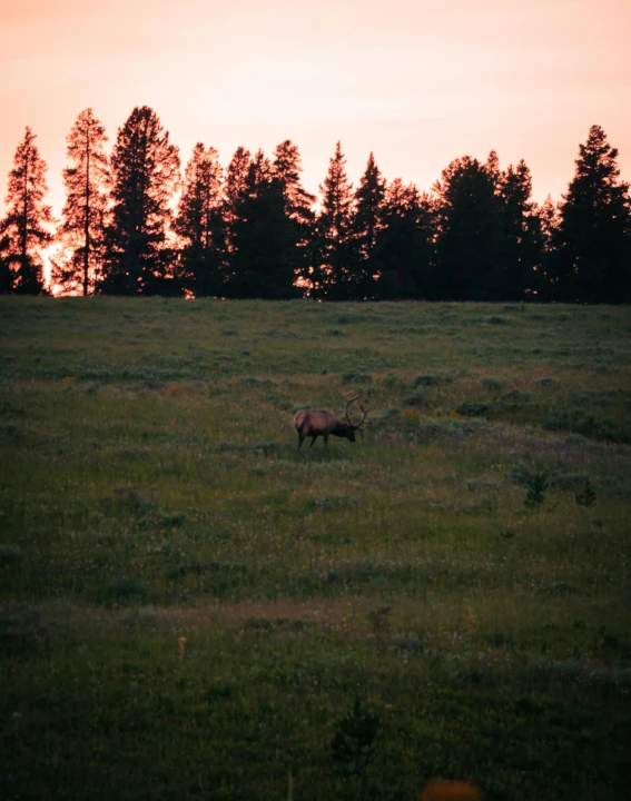 a brown horse walking across a grass covered field