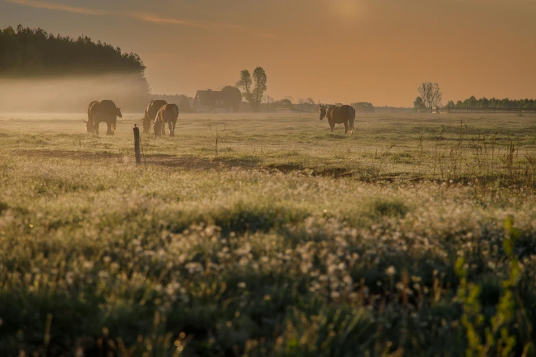 a group of horses walking through a foggy field