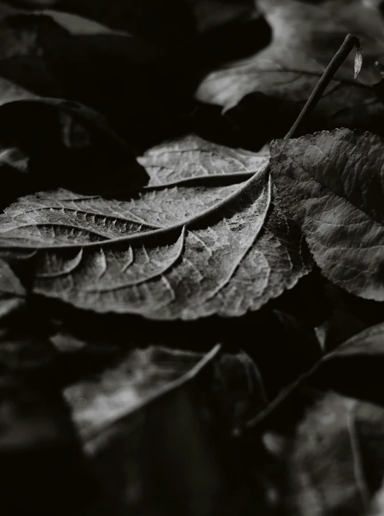 a couple of very large leaf laying on the ground