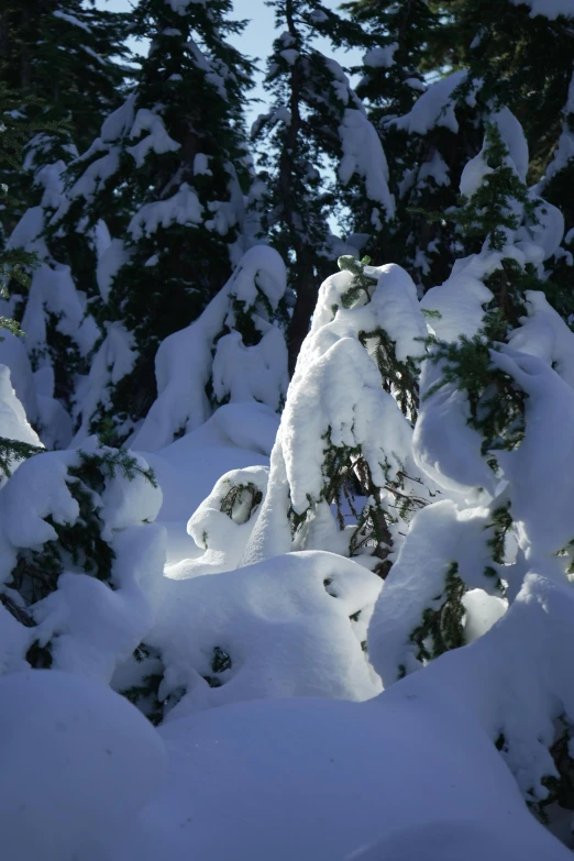 there is a clock on the top of snow - covered evergreens