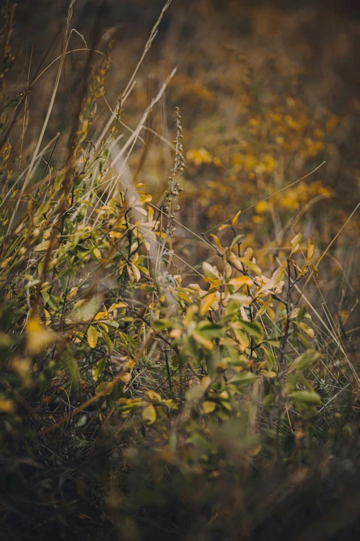 plants that are in the middle of some grass