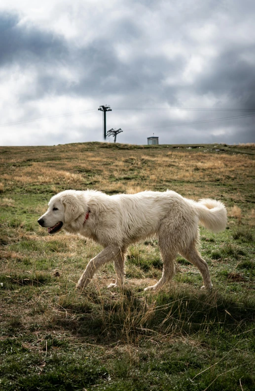 a dog walking in an open grass area