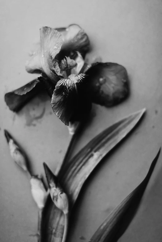 two dead flowers with one opened in a black and white po