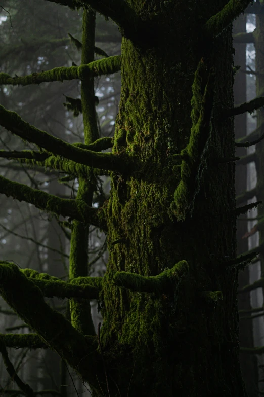 mossy trees in the woods on a foggy day