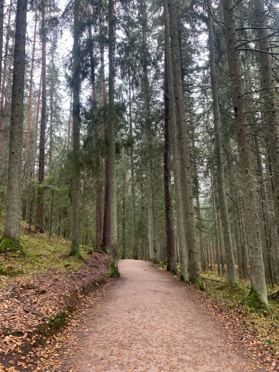 pathway in the woods with trees in the distance