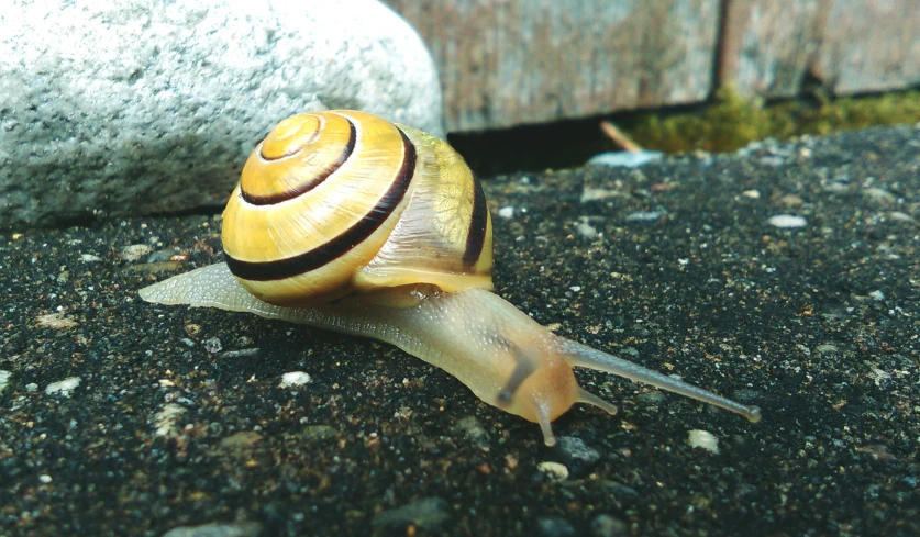 a snail moving along on the sidewalk next to rocks