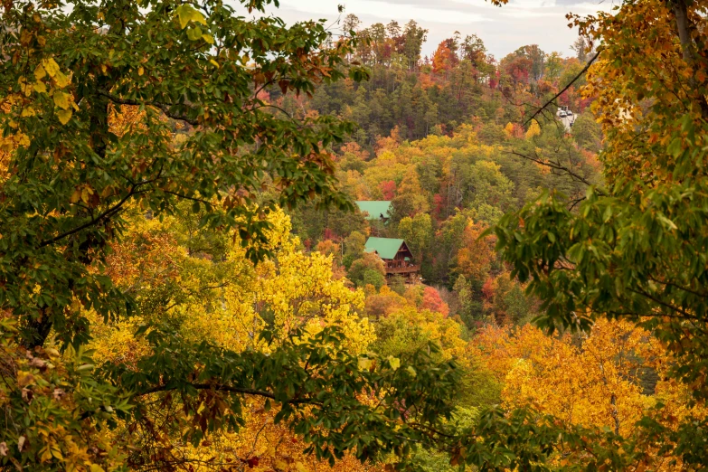 trees are in a forest with fall colored leaves