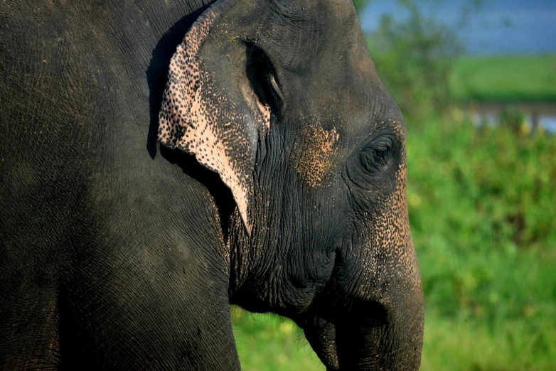 an elephant with the head turned down and grass in the background