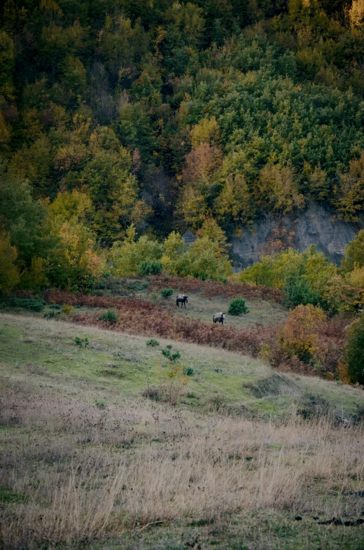 two cows graze in a grassy field