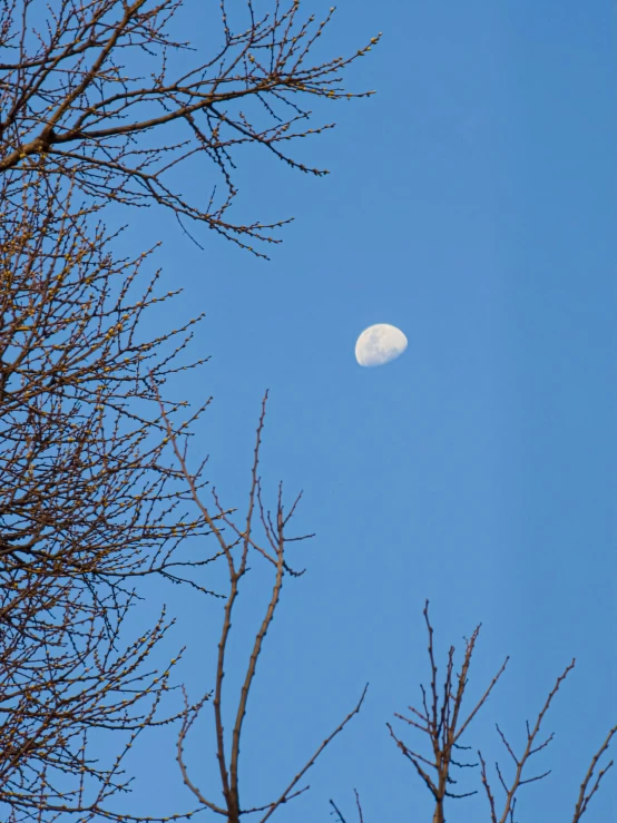a very bright moon behind some barren trees