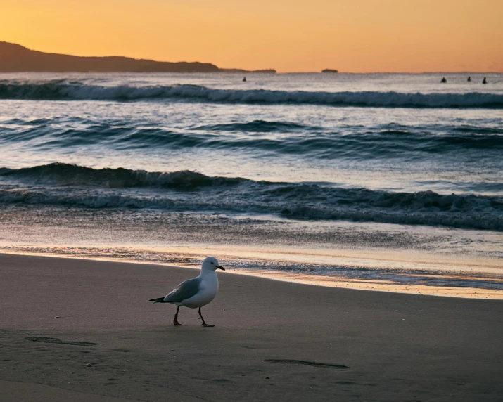 seagulls are standing on the sandy beach near the water