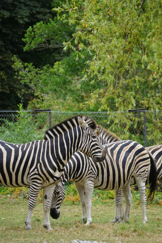 a group of zes are standing around