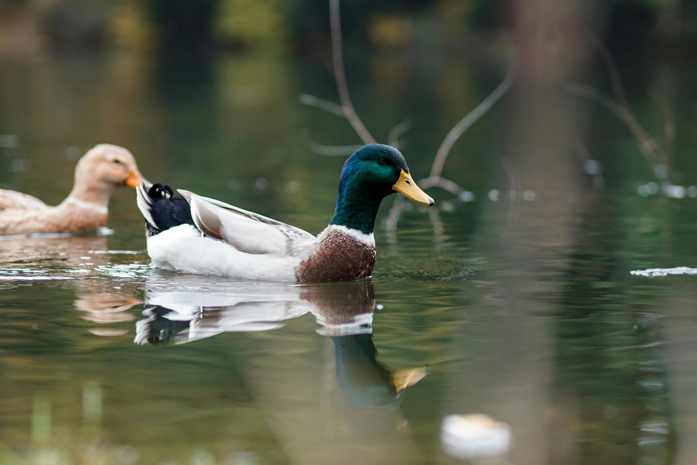 two ducks sitting in a pond together