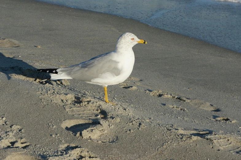 a seagull standing on sand near the ocean