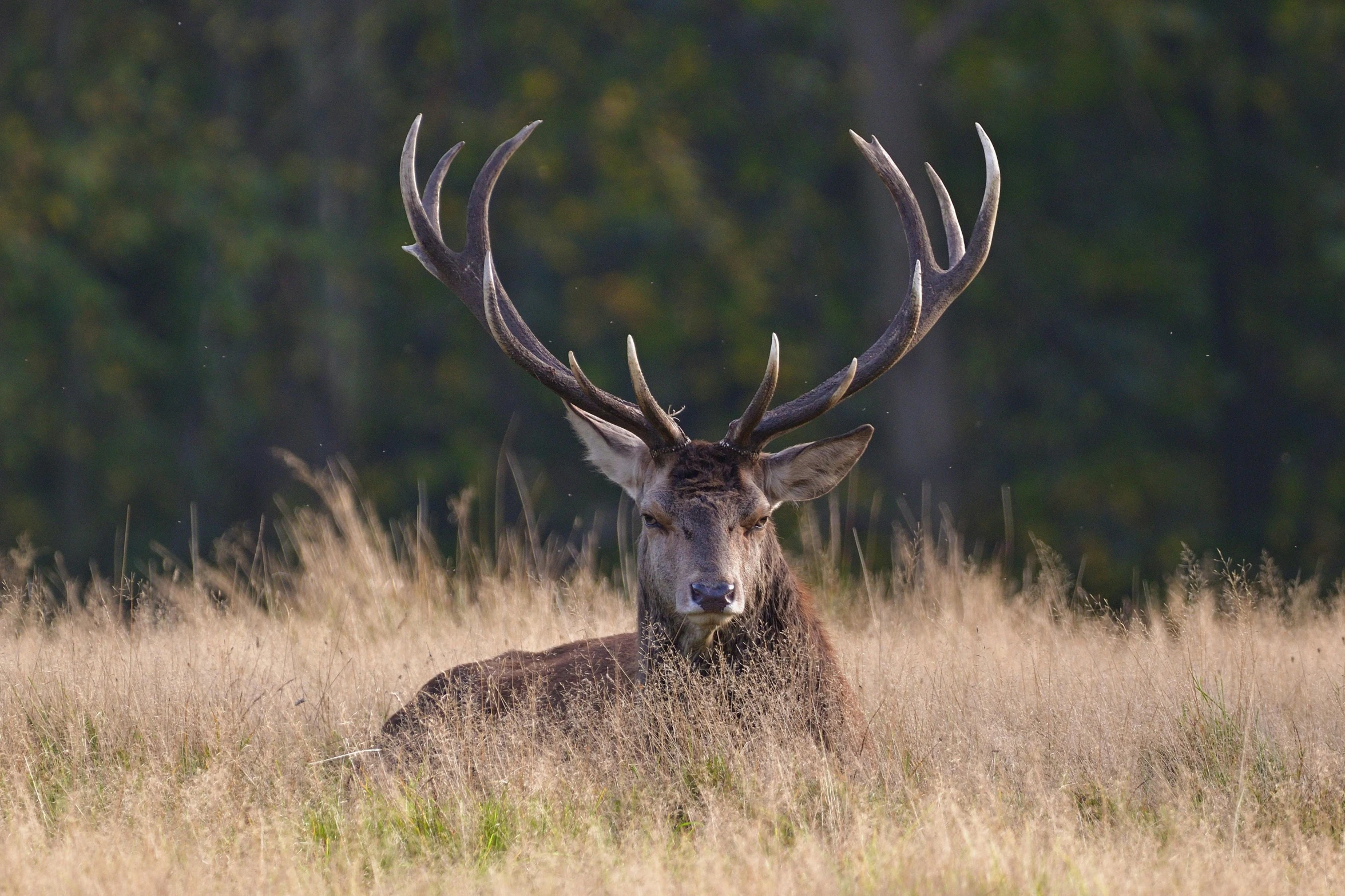 a deer with very large horns and antlers standing in tall grass