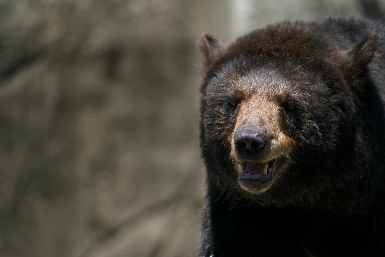 there is a black bear looking in the mirror