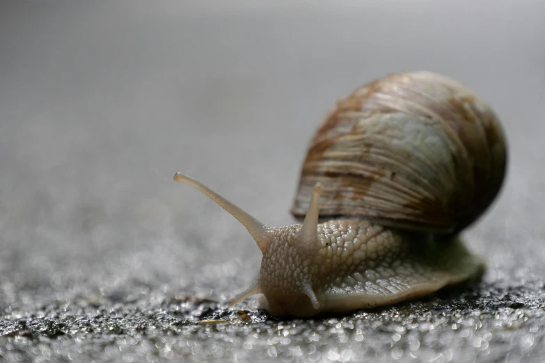 closeup of a snail on top of the ground