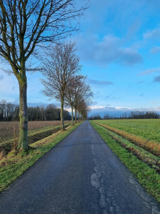 two rows of trees line an asphalt road