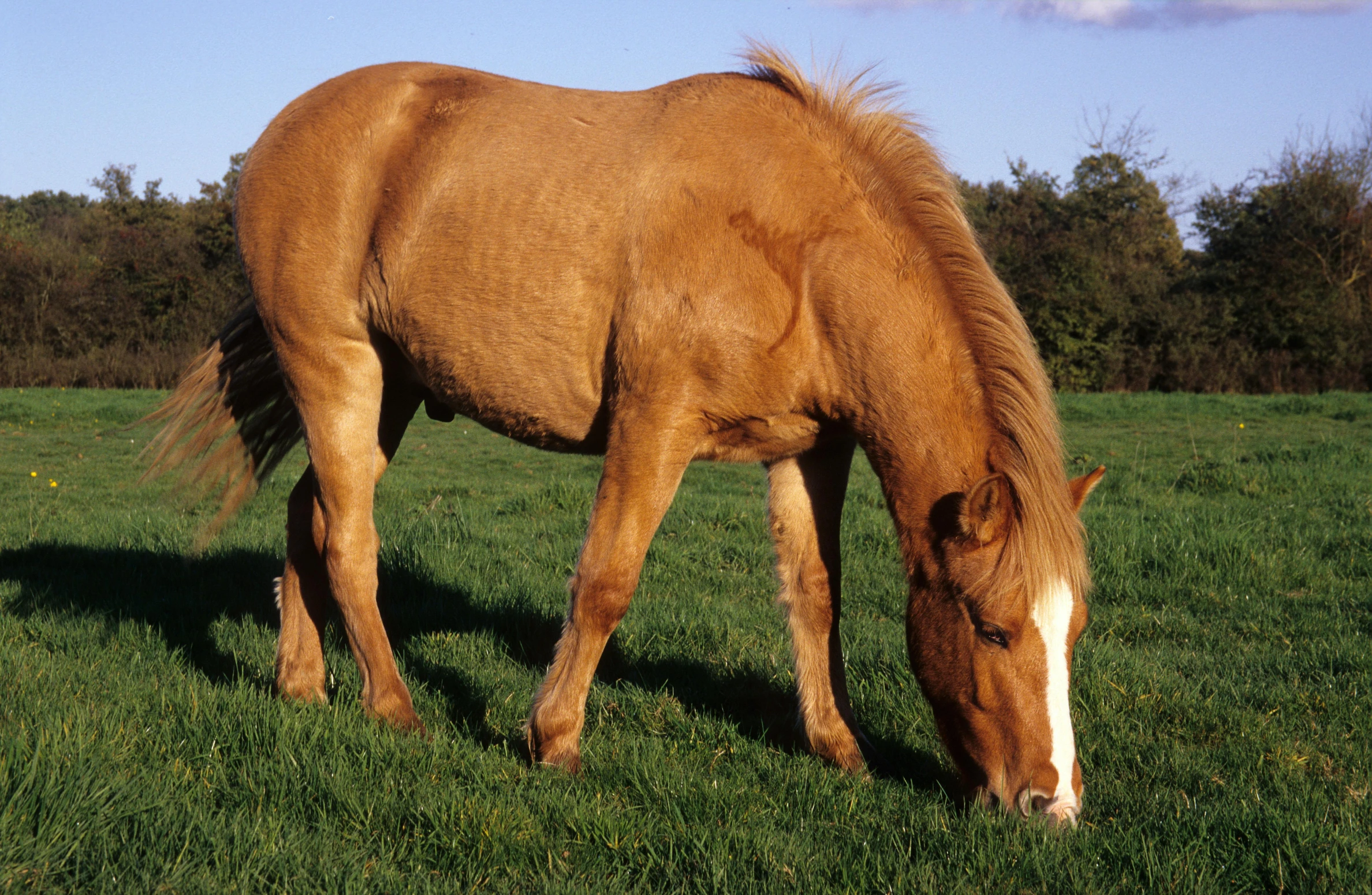 the horse is grazing in the field of grass