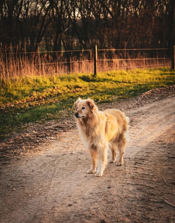 a golden retriever is on a dirt road in front of the fence