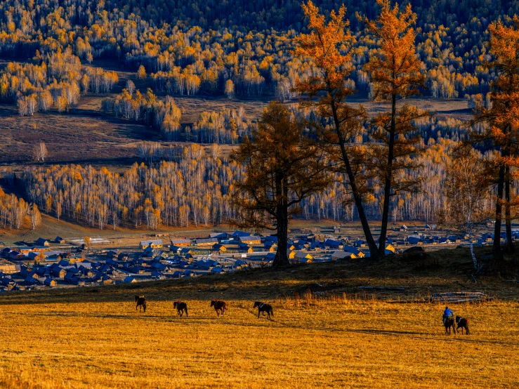 a couple people ride horses through an open field with trees